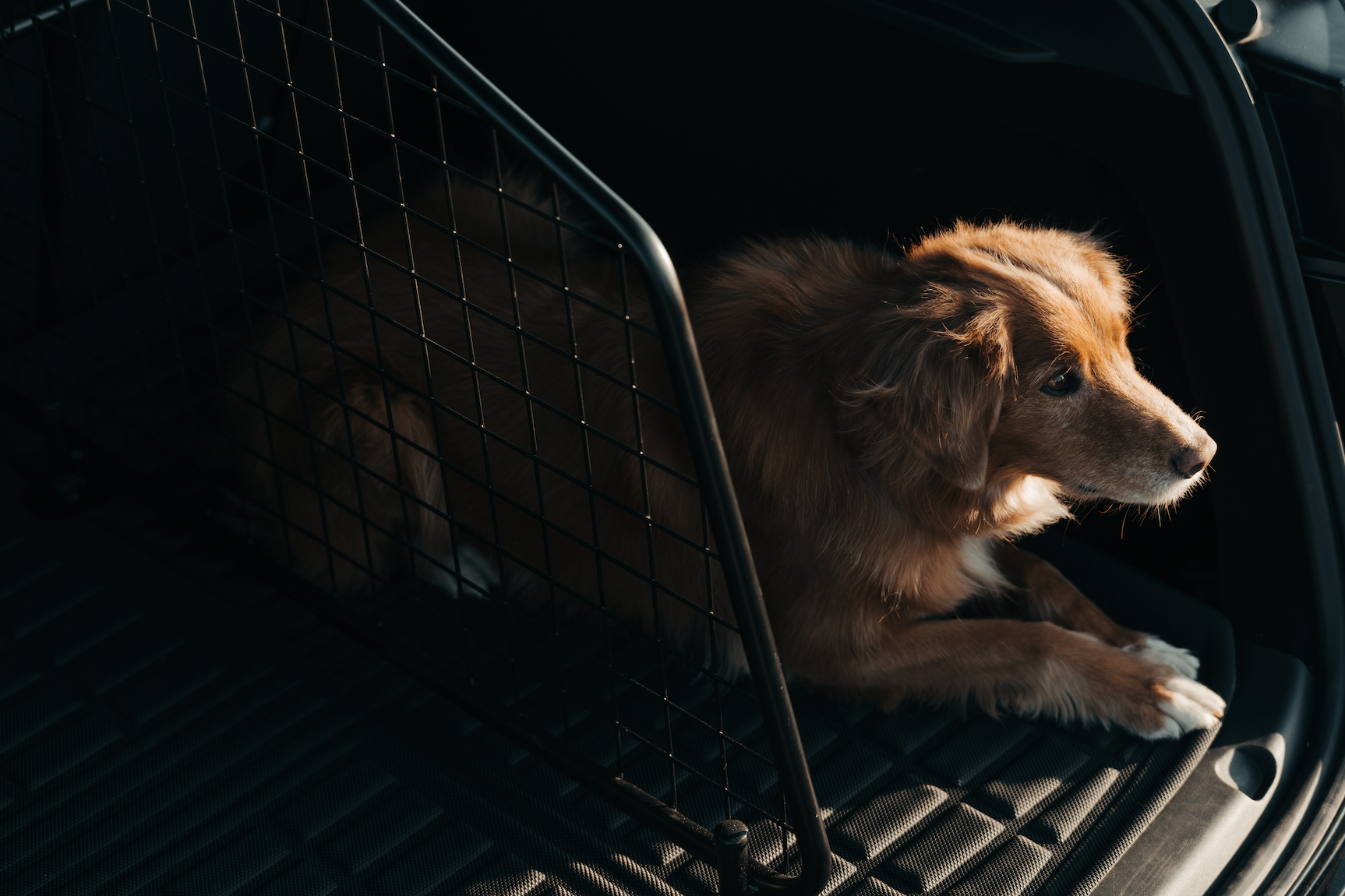 Guide: Hund i Tesla Model Y - Dog Mode